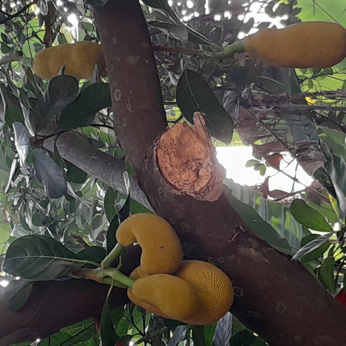 Jackfruit tree at our Barasat home