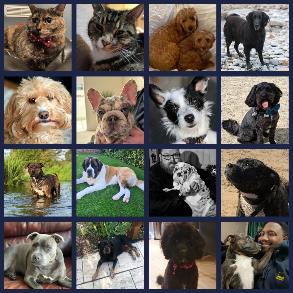 Meet the gorgeous pets of MPH 🐾 🐶 These furballs are spreading joy today and making our day brighter. Aren't they just adorable? #nationalpetsday