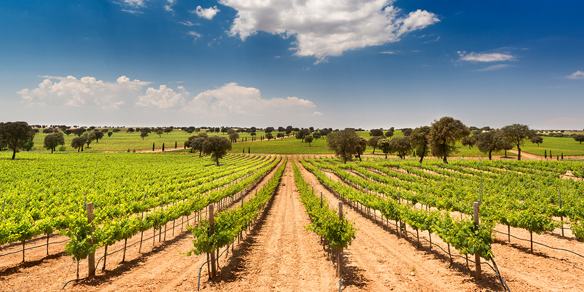 Discover exquisite wine in Castilla La Mancha. 🍷❤️ Visit fantastic wineries, taste the best wines, and wander through impressive vineyards in this paradise for wine lovers.😍Let's go! 🔝🌟

👉 tinyurl.com/2rnn68zp

#VisitSpain #YouDeserveSpain #SpainWineTourism @TurismoCLM