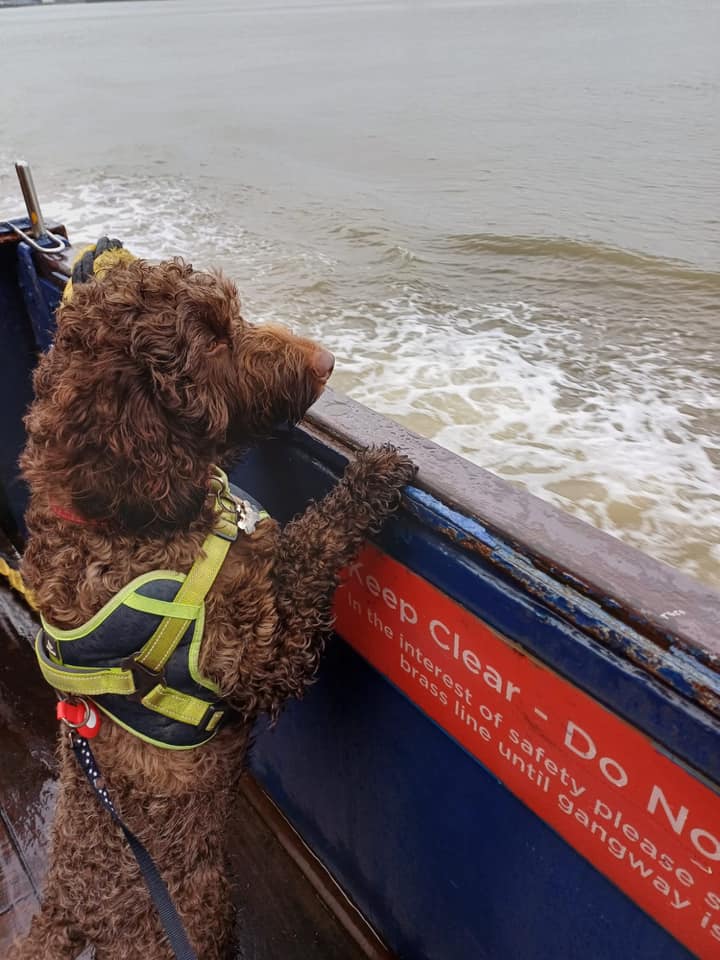Today is #NationalPetDay 💙! Did you know, our River Explorer Cruise is dog friendly? We love it when you bring your dogs to visit us...