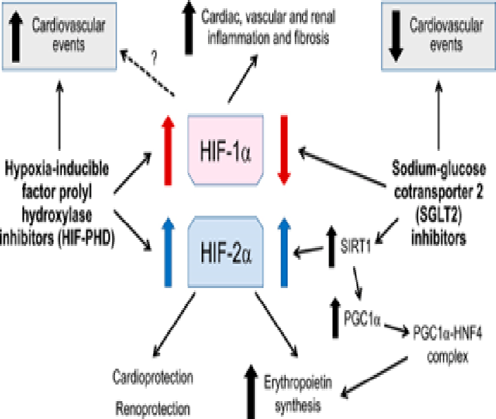 📣Editor's Choice in #AmJNephrol:

Mechanistic and Clinical Comparison of the Erythropoietic Effects of SGLT2 Inhibitors and Prolyl Hydroxylase Inhibitors in Patients with #CKD and Renal Anemia

✍️Milton Packer
🔗 ow.ly/eNUN50Rab3q

#openaccess #Nephtwitter