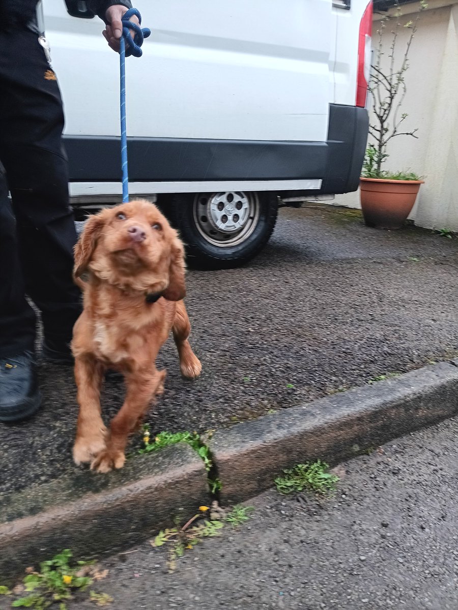 Please retweet to HELP FIND THE OWNER OR A RESCUE SPACE FOR THIS STRAY DOG FOUND #EBBWVALE #WALES #UK Dog Found: APRIL 10 Breed: Cocker Spaniel Sex: Male Found: #Victoria, Ebbw Vale If you have any information regarding this dog's owner please ring 01495 311556 - Thank You. - '