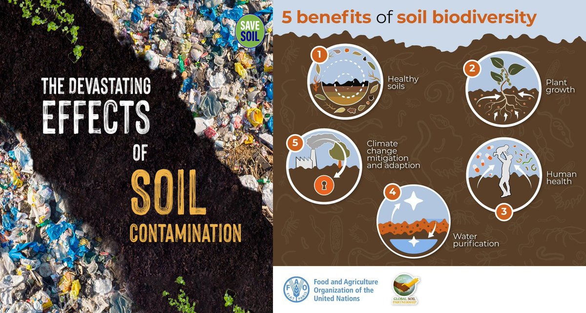 Soil pollution contributes to land degradation and loss of terrestrial and aquatic biodiversity,  and decreased security and resilience of cities-UN. #SaveSoil to save Biodiversity of which we are a part.
#cpsavesoil, #SaveSoilFixClimateChange #SoilForClimateAction