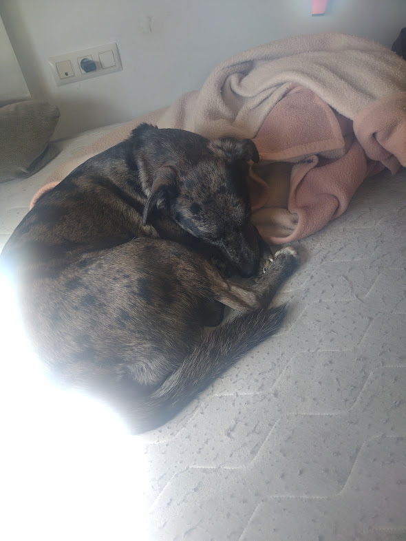 Team dog Nelson and Lucy #Removalshounds (@europeanrel) on Twitter photo Good morning and Woof from the #ERSREmovals #Removalshounds (<a href="/ashleyrclark1/">Ash@ErsRemovalservicesltd</a> sorry to busy to do any Office work now where is my #Passport ?_ (so I can be a roving report on the #Portugal trip bol <a href="/Tiggers_Tails/">Tigger</a> )
<a href="/HelpForMovers/">Lisa</a> <a href="/CarolPoyerPeett/">Wales Propertyfinder</a> Good morning and Woof from the #ERSREmovals #Removalshounds (<a href="/ashleyrclark1/">Ash@ErsRemovalservicesltd</a> sorry to busy to do any Office work now where is my #Passport ?_ (so I can be a roving report on the #Portugal trip bol <a href="/Tiggers_Tails/">Tigger</a> )
<a href="/HelpForMovers/">Lisa</a> <a href="/CarolPoyerPeett/">Wales Propertyfinder</a>