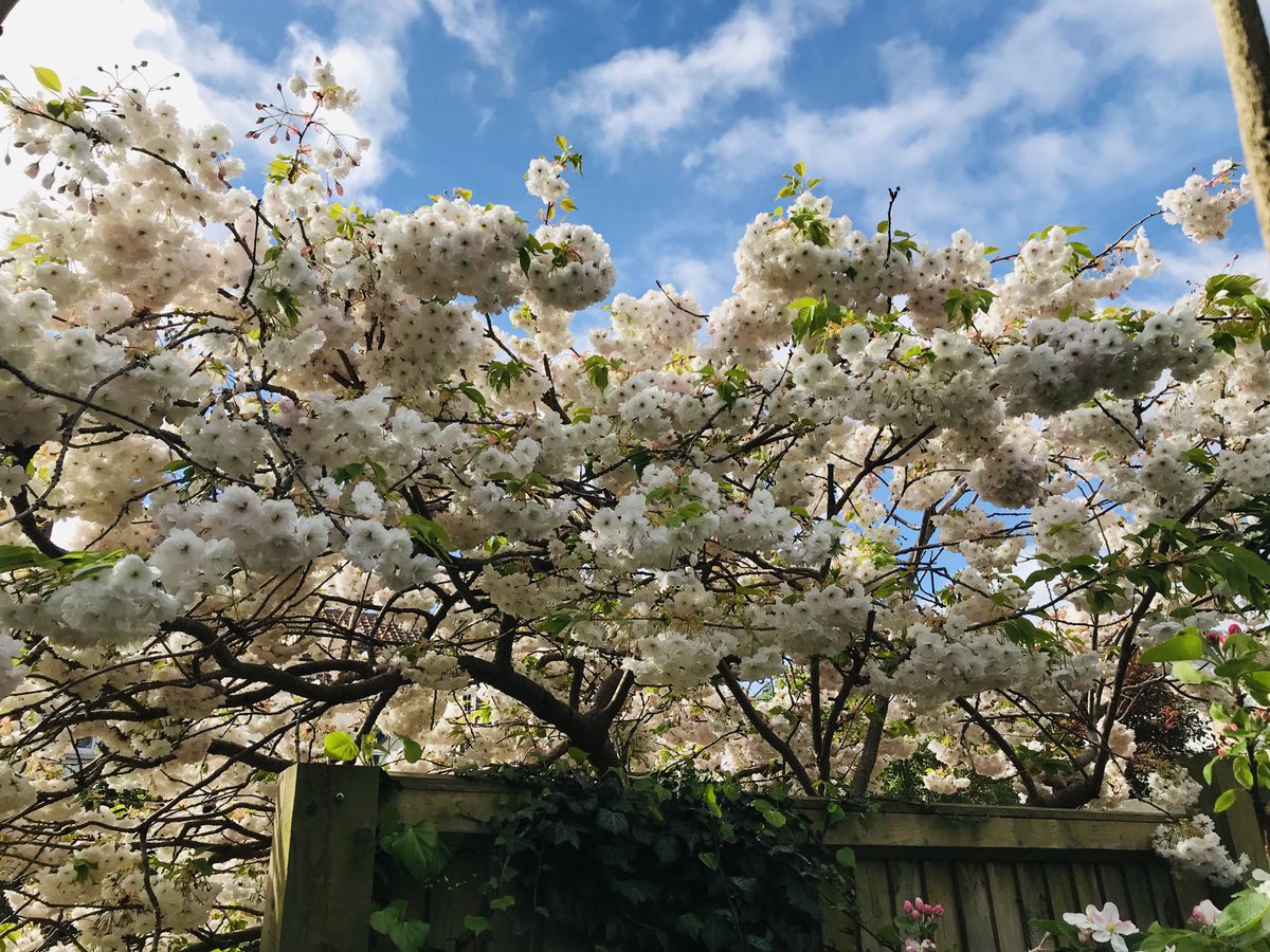 My neighbour’s generous spring gift #blossom