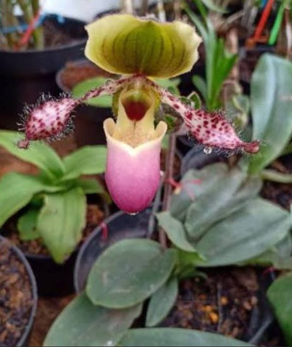 Anggrek Selop ( Paphiopedilum glaucophyllum) salah satu spesies anggrek yang termasuk tanaman endemik Jatim. Habitat alaminya di kawasan selatan lereng Gunung Semeru
Jawa Timur Indonesia