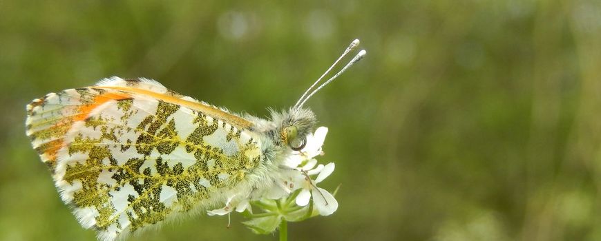 De voorjaarsvlinders zijn er weer dlvr.it/T5MFLH