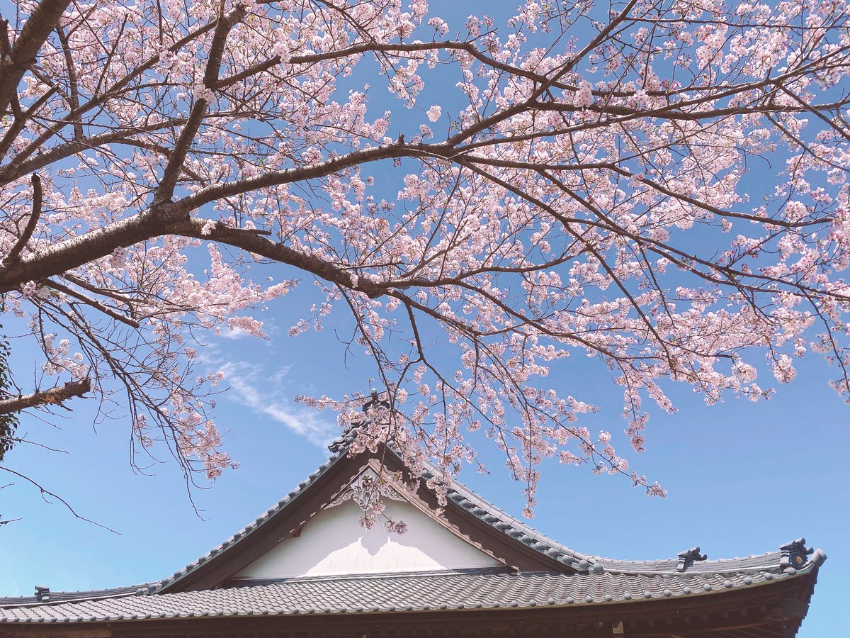Maggio777's tweet photo. ４月〜🌸🌸

お庭の桜が満開🌸🌸🌸
と思ったら、台風のような風が遊びに来て🌸ひらひら🌸舞ってしまいました🌸
椿も可憐に咲いています🩷
🌸新年度始まりましたね🌸

新しい環境で、新年度をお迎えする皆様、素敵な新生活になりますように。。。🩷

ティータイムも、
可愛いお花🌸
いただきまーす🩷 https://t.co/YH8YM1rT5x