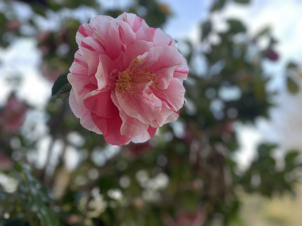 Maggio777's tweet photo. ４月〜🌸🌸

お庭の桜が満開🌸🌸🌸
と思ったら、台風のような風が遊びに来て🌸ひらひら🌸舞ってしまいました🌸
椿も可憐に咲いています🩷
🌸新年度始まりましたね🌸

新しい環境で、新年度をお迎えする皆様、素敵な新生活になりますように。。。🩷

ティータイムも、
可愛いお花🌸
いただきまーす🩷 https://t.co/YH8YM1rT5x