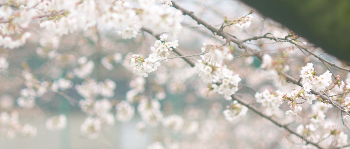 桜　散歩道

#sdquattroh
#foveon 
#SIGMA
YASHICA AUTO YASHINON-DX 135mm F2.8