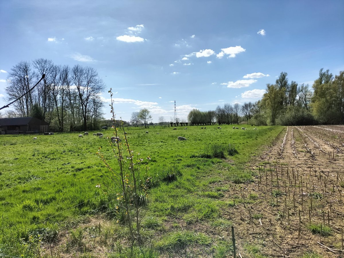 Gistermiddag in Terwolde,schapen achter een draadje van 50cm laag.Geen hond, vos of wolf heeft daar moeite mee. Dat weet elke schapenhouder donders goed, maar ze weigeren hun dieren de wettelijk verplichte bescherming te bieden omdat dat ‘acceptatie  van de wolf’ zou betekenen 🐺