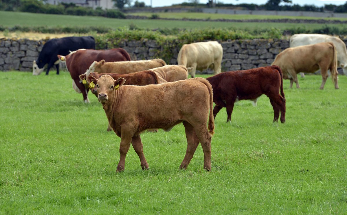 Agriculture Minister @AndrewMuirNI has said the opening of opt-in to the Beef Carbon Reduction (BCR) Scheme is a significant milestone in supporting our farming sector in its move towards greater environmental sustainability. More info: daera-ni.gov.uk/news/opt-beef-…