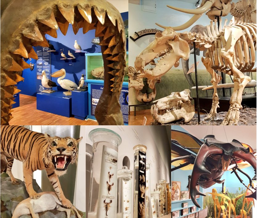 NATURAL HISTORY MUSEUM #Trieste Saturday April 13, 11am, special guided tour in Natural History Museum. The Museum’s Zoologist will give the tour in English aimed at tourists and especially at the foreign community (expats) of Trieste and @regioneFVGit. museostorianaturaletrieste.it/sabato-13-apri…