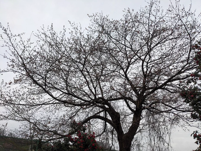 庭の梅椿桜 