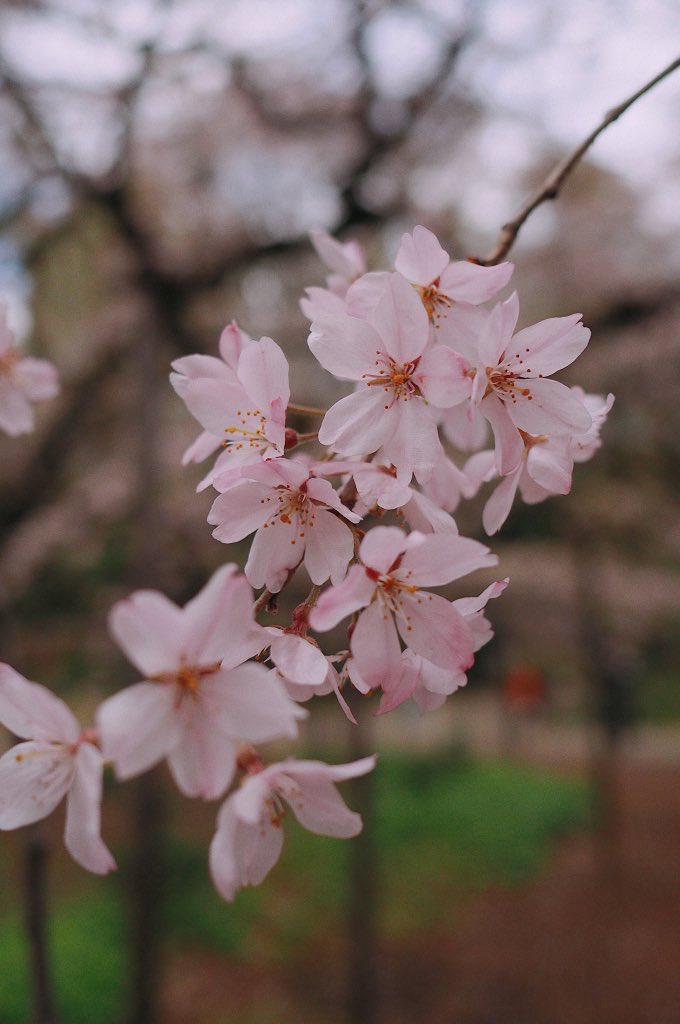 Algunas fotos de sakura en Tōkyō 🌸