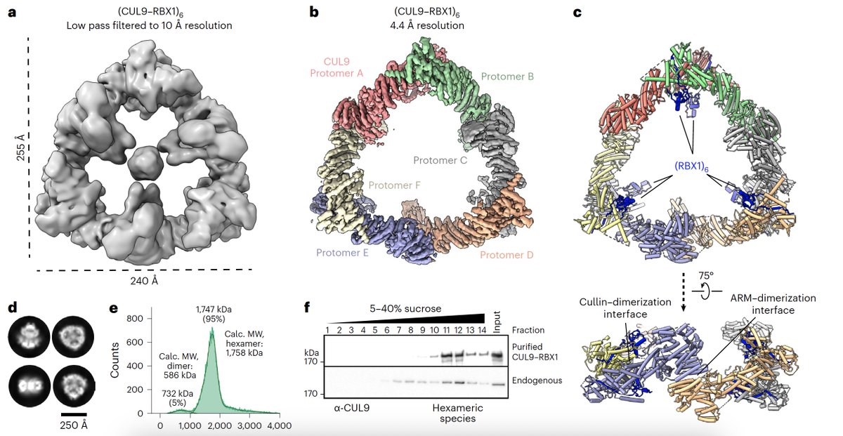 Wow! CUL9 is a GIANT E3 ubiquitin ligase!  See unique cullin-RING-RBR all-in-one. +/- NEDD8. Now online in Nature Structural & Molecular Biology by Schulman Department ❕nature.com/articles/s4159… #ubiquitin #E3ligase #cryoEM @DHornGhetko @LinusHopf @labs_mann @NatureSMB