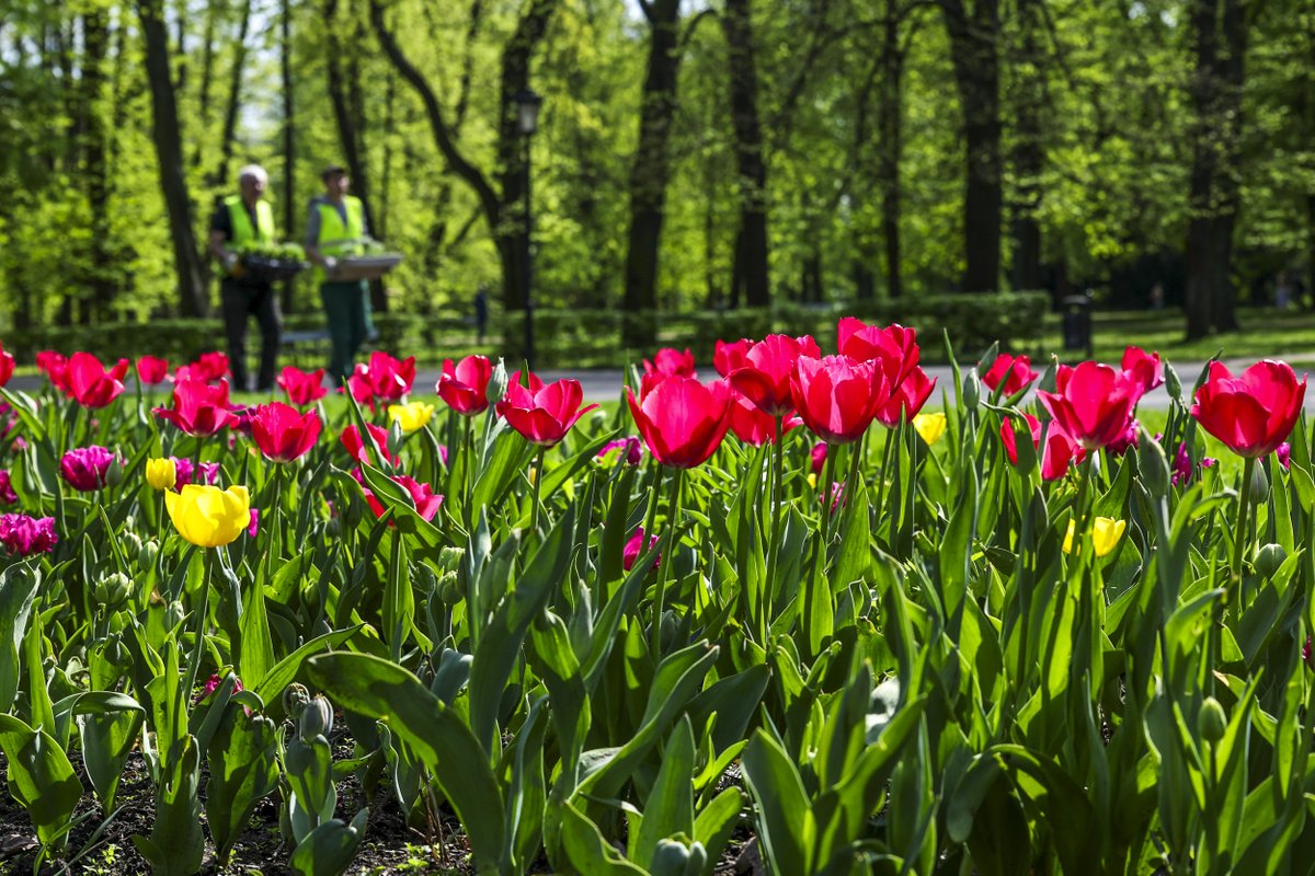 Dzień dobry z Warszawy, która kwitnie!🌷❤️🌸🪻 Gdzie nie spojrzeć – kwiaty, pąki, listki, krzewy i drzewa… Kolorowe, zachwycające i pachnące. Bo #Warszawa w kwiatach jest piękna. #StolicaZieleni