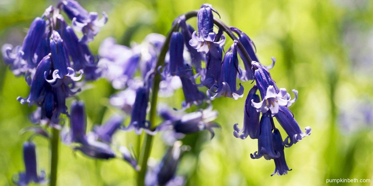 Is there anything lovelier than a walk in a bluebell wood? Here's a link to my Calendar of Bluebell garden openings: pumpkinbeth.com/2022/04/magnif… #Bluebell #Bluebells #Flowers #Nature #Relax #Family #Walker #Woods #Woodland #NatureLovers #Relaxing #NatureLover #UK #England #Scotland