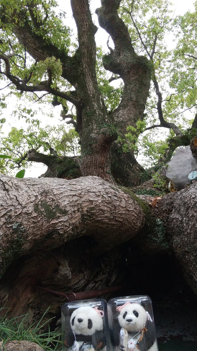 タンタンちゃん 今日は雨がポツポツしてるから カプセルに入って 大楠様のお詣りしようね