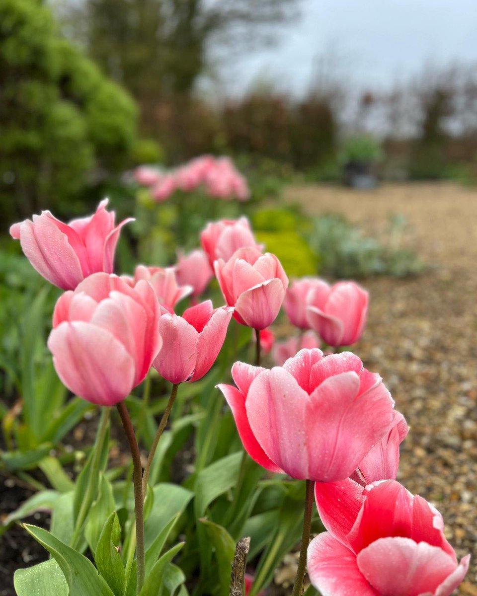 Tulip 'Sweet Impression' flowering @FarringfordIOW  - such a lovely soft pink #tulip #springflower #gardenopen #rhspartnergarden #gardenersworld #historichouses #opentoday