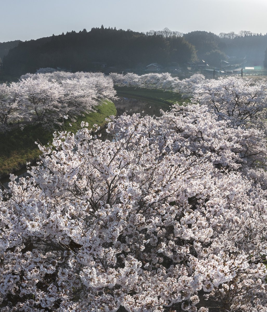 春の小川に咲く満開の桜が美しいのでお裾分け。奈良の今