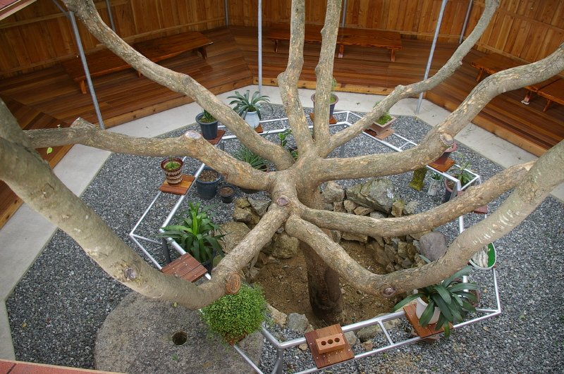 용이 꿈틀거린다는 용틀목과 가지가 9가지라 구지목이라는 신비의 나무입니다.