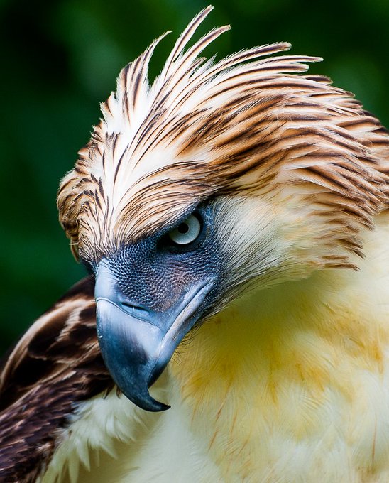 The Philippine eagle is considered the largest of the extant eagles in the world in terms of length and wing surface. Being a critically endangered species, killing a Philippine eagle is punishable under Philippine law up to 12 years in prison.