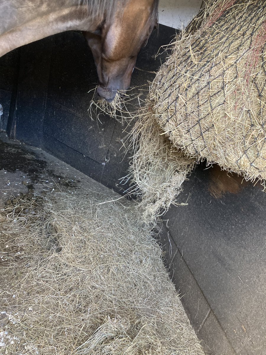 Today is #NationalPetDay Here is Lily doing what she enjoys. Eating a haynet. The best way to start or end a day is spending time with her and just listening to her eating or grooming her.