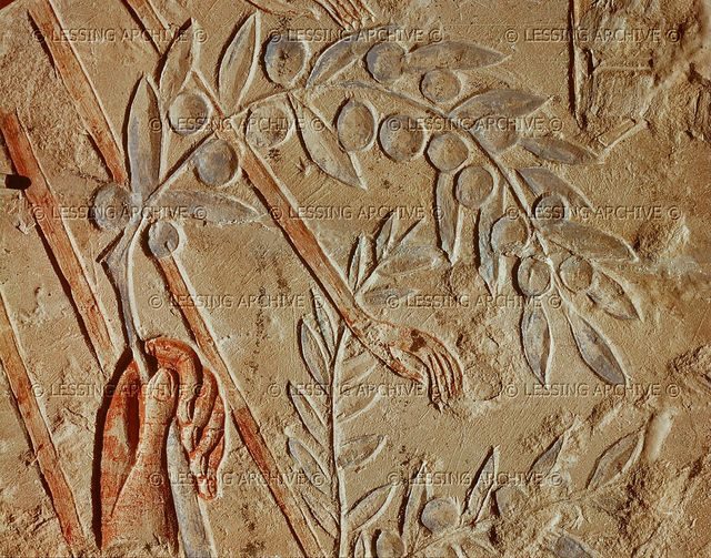 Olive branches, relief fragment. One of more than 1500 reliefs found near Hermopolis at the site of Amarna, capital of Pharaoh Akhnaton and Queen Nofretete. Around the middle of the 14th BCE, Akhnaton introduced monotheist sun-worship. New Kingdom