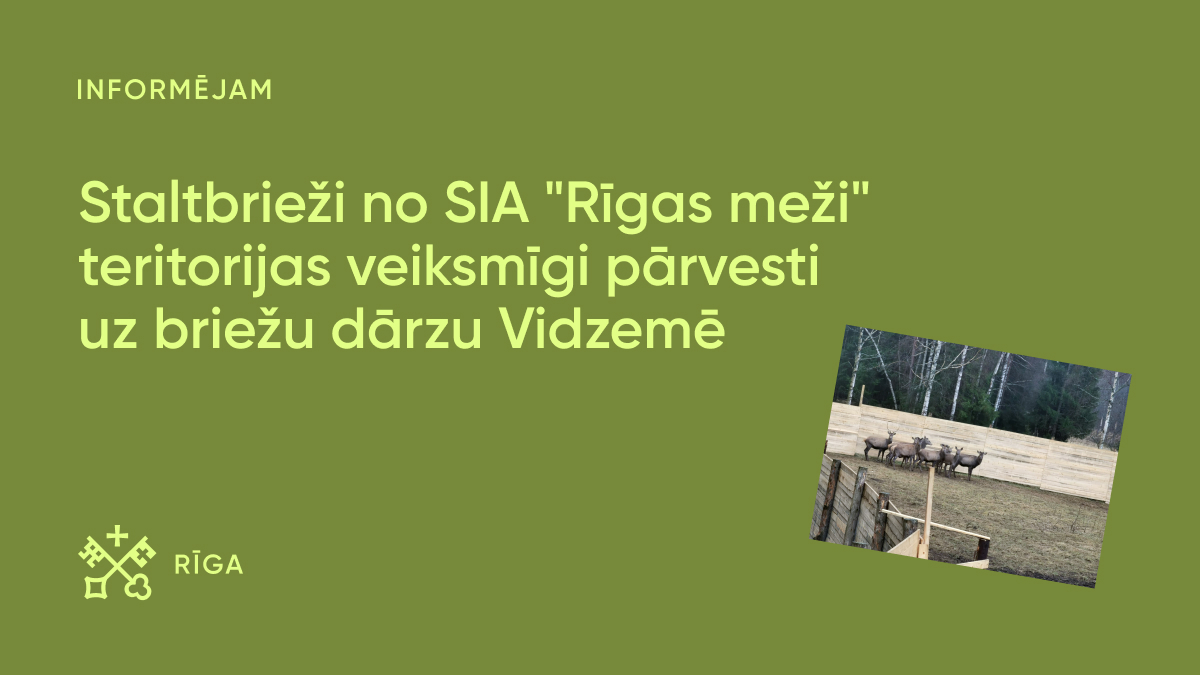 Staltbrieži no SIA 'Rīgas meži' nonākuši briežu dārzā Vidzemē! Ievērojot dzīvnieku labturības un drošības nosacījumus, uz Vidzemi pārvesti 45 staltbrieži, un tagad dzīvniekiem ir jaunas un drošas mājas specializētā briežu dārzā. Vairāk: bit.ly/3Ub8eYr