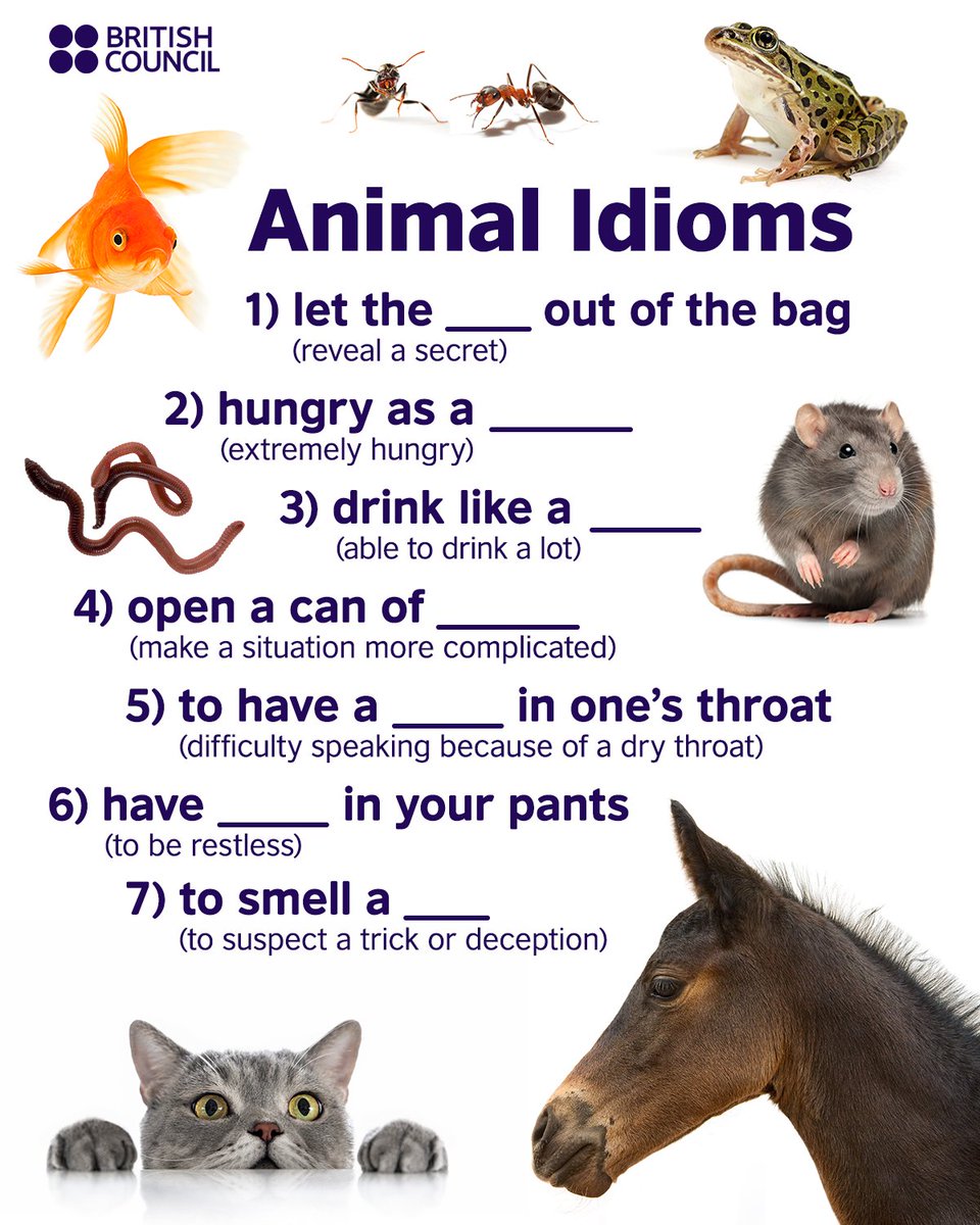 🐶Do you know these animal idioms? Tell us in the comments! 🫏 #animal #animals #learnenglish #pets #PetDay #NationalPetDay