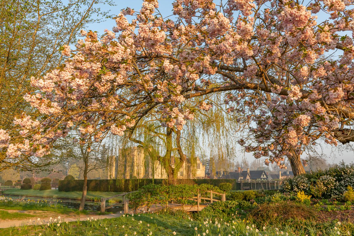 The gardens are overflowing with delicate blossom, late daffodils and tulips 💗 #HeverCastle