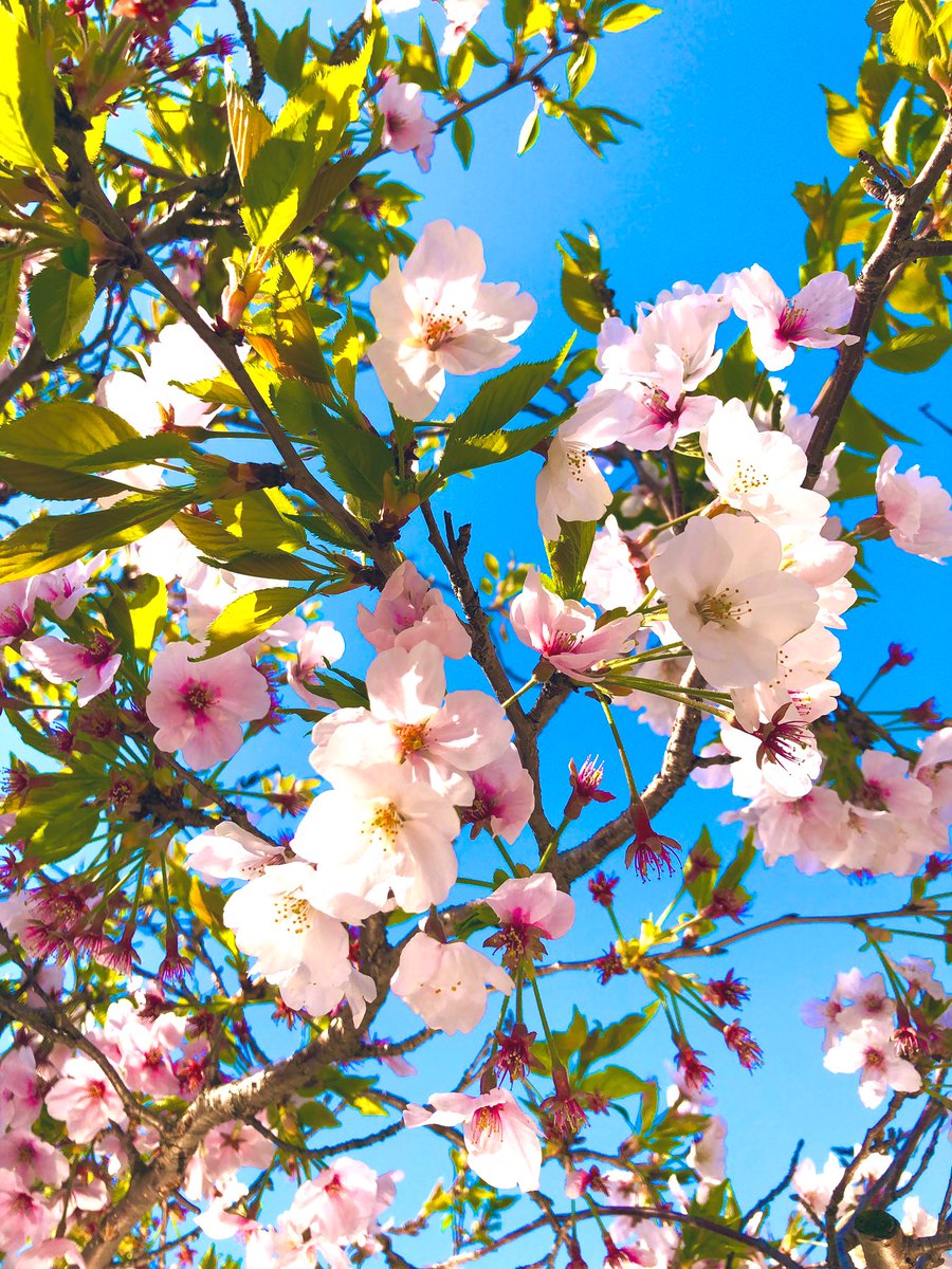 ✨Beautiful days✨

Cherry blossoms 🌸　

🌸🌿🫧🌸🌿🫧🌸🌿🫧🌸🌿🫧🌸