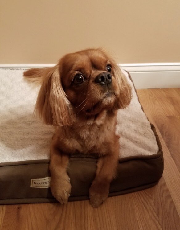 Laura Carlo tweet media