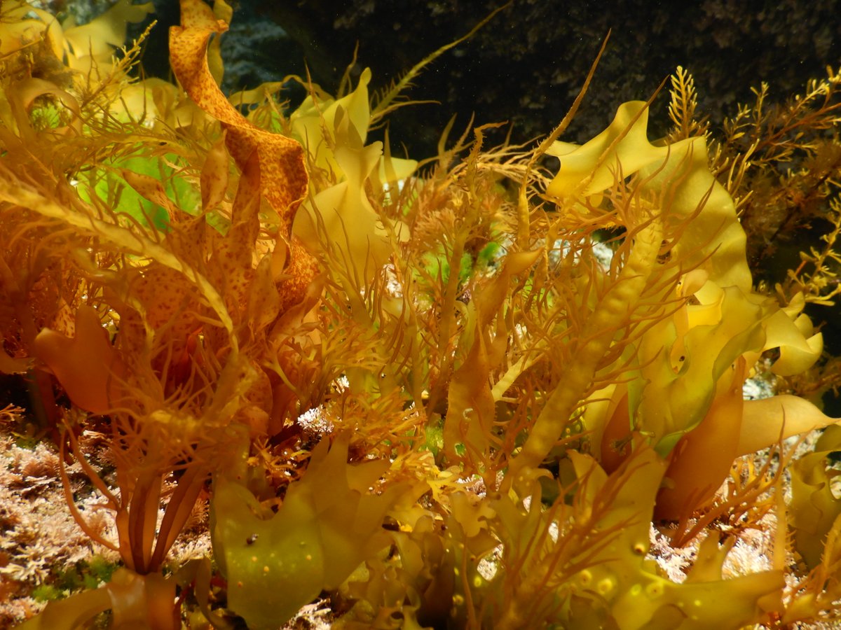 algae_fpu's tweet image. 久しぶりに海浜自然センターで海藻サンプリング、春なので多くの海藻が見れましたが、一部ではウニが多く海藻がほとんど生えていない場所も