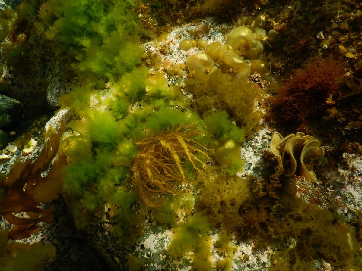 algae_fpu's tweet image. 久しぶりに海浜自然センターで海藻サンプリング、春なので多くの海藻が見れましたが、一部ではウニが多く海藻がほとんど生えていない場所も