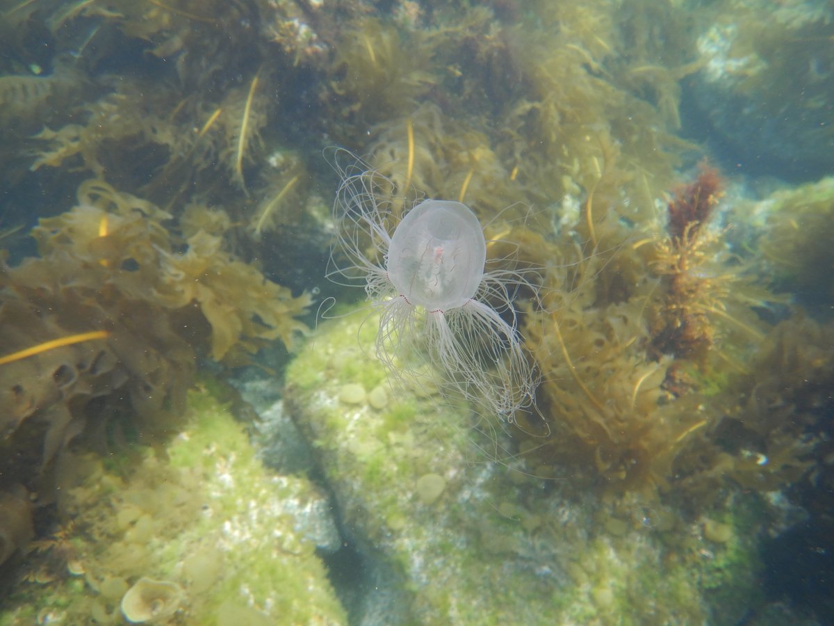 algae_fpu's tweet image. 久しぶりに海浜自然センターで海藻サンプリング、春なので多くの海藻が見れましたが、一部ではウニが多く海藻がほとんど生えていない場所も