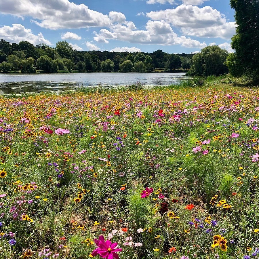 🌻 CREATE YOUR OWN MEADOW 🌻 Add a kaleidoscope of colour to your garden this year by planting our meadow flower seeds. Plant them now and they will bloom in 50 to 60 days. Buy online here: bit.ly/MeadowFlowerSe… (UK only)