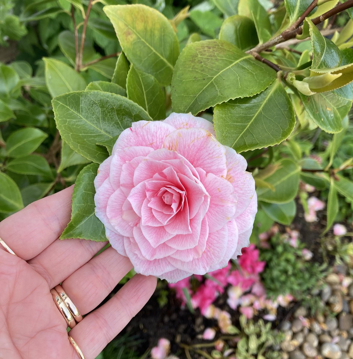 My camellia is looking beautiful 🌸 @PilgrimTeresa