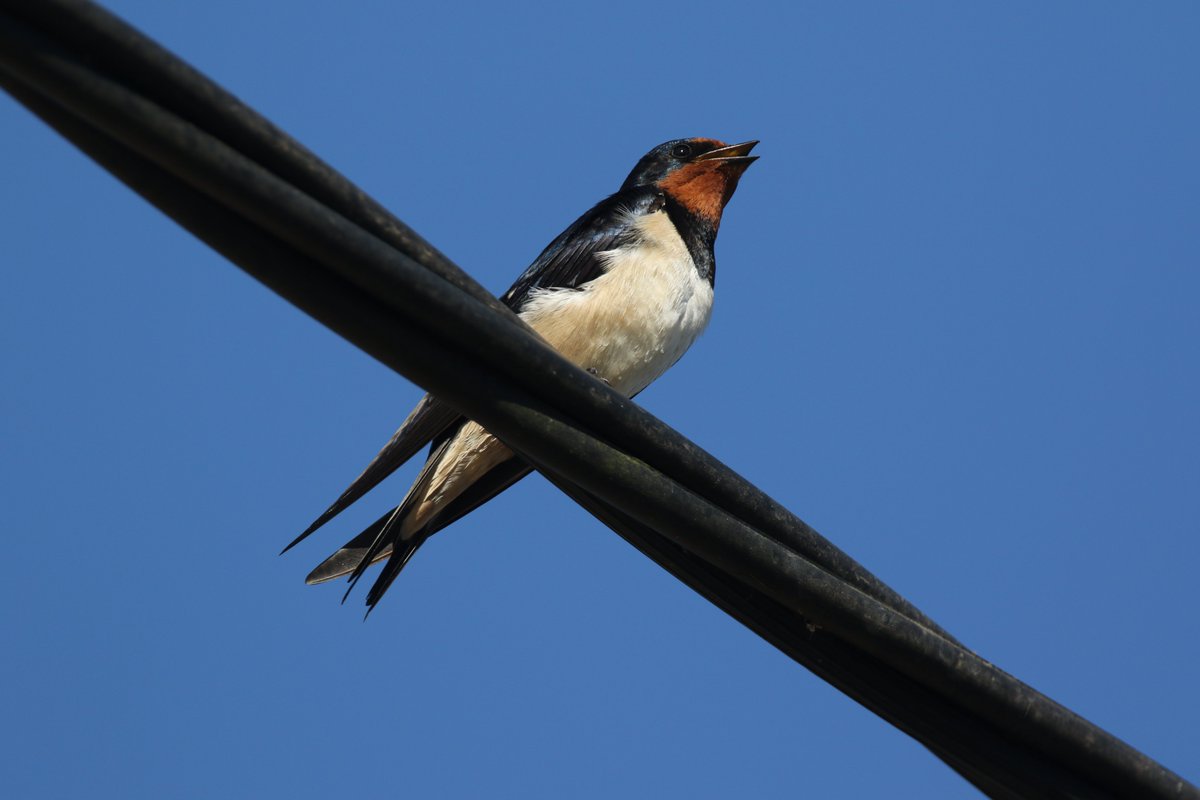 'One Swallow doesn't make a summer', however once they have started arriving Spring is definitely here. After a long haul all the way from Africa, they will be settling with us for the summer, nesting in our barns and hawking insects over the fields until the autumn.