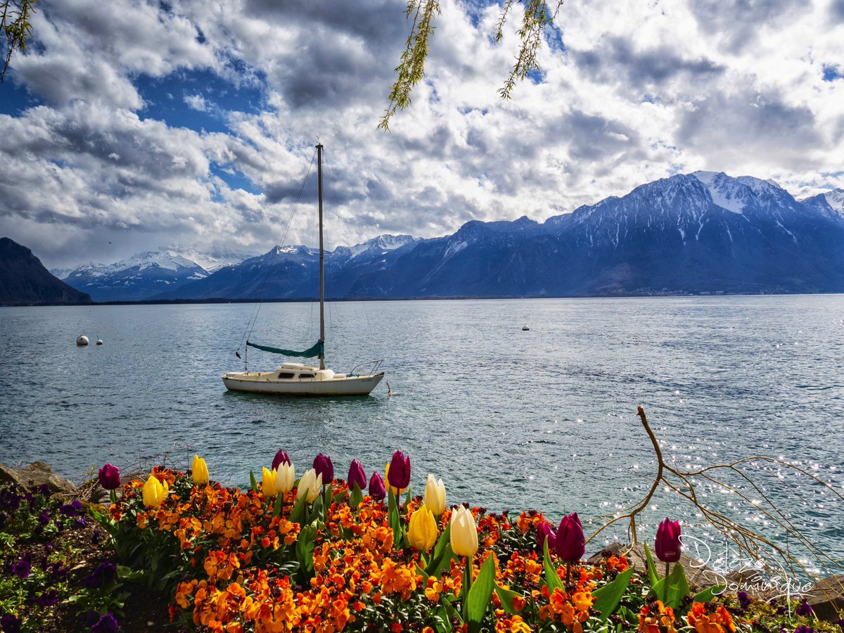 Authentique petit bout de paradis, Montreux 🤩🌸😍💛🌺🇨🇭
#vaud #suisse #switzerland #schweiz #landscape #paysage #leman @MySwitzerland_e