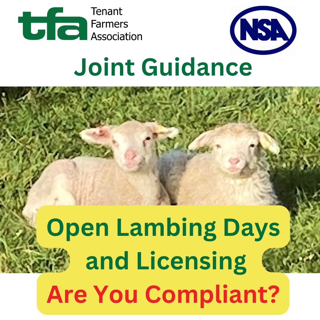 If you are planning an open lambing day on your farm, the TFA and National Sheep Association (NSA) have, this week, clarified licensing requirements. Read more here 👉 bit.ly/4arK2Xp