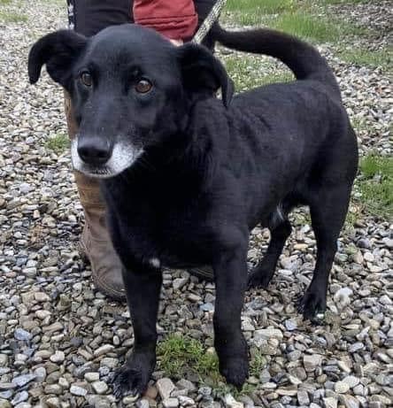 Please retweet to help Ziggy find a FOREVER OR FOSTER home #CARMARTHENSHIRE #UK 🔷HOME NEEDED, REGISTERED BRITISH CHARITY🔷 'Unfortunately Ziggy, is being returned to the rescue due to his owners ill health. Ziggy was rehomed by us 4 years ago and is now 10 y.o, this whole…