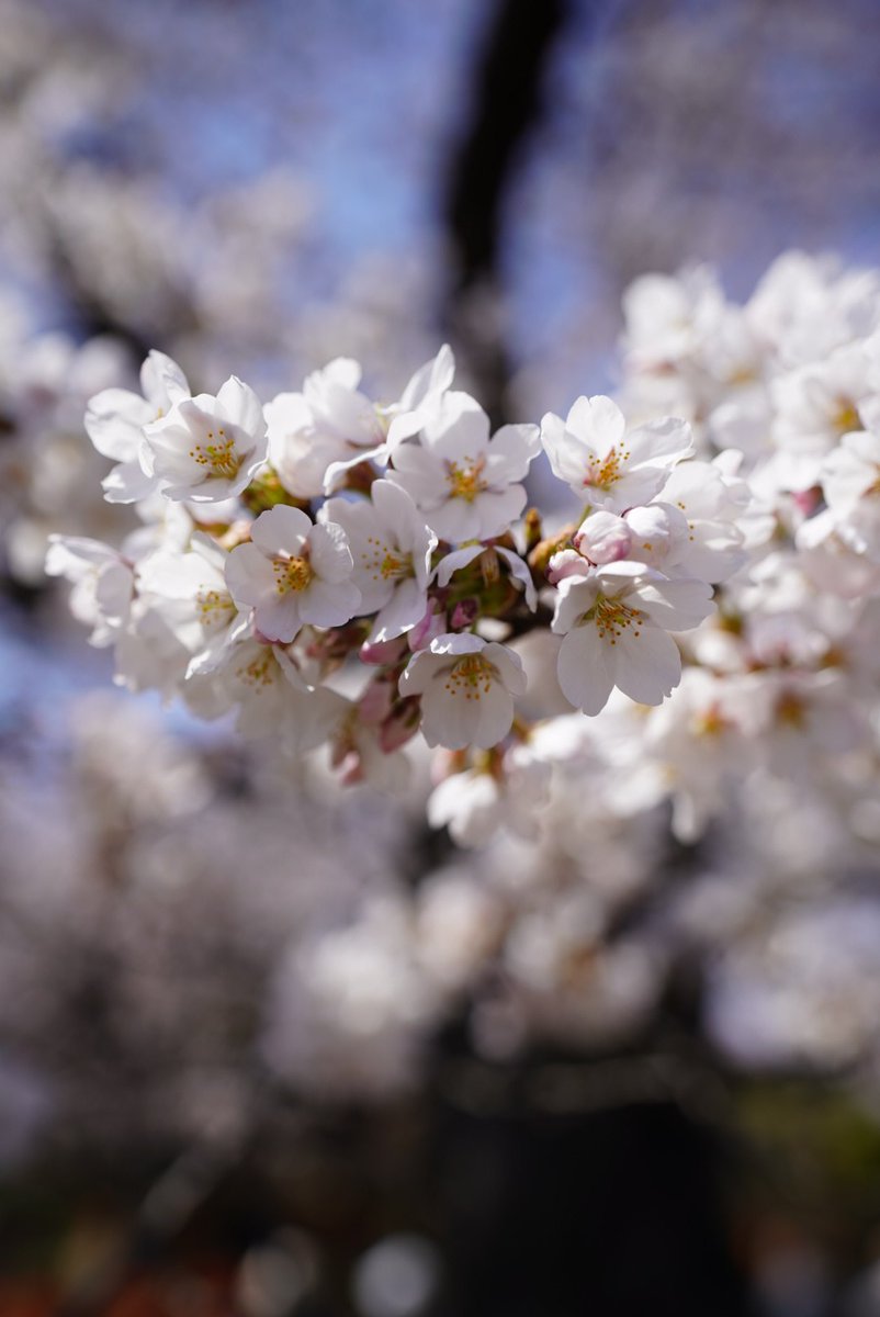 岩手県奥州市 「水沢公園」の美しい桜🌸 ８割くらい咲いていましたよ 昼休みに職場を抜け出し公園をお散歩 公園のベンチでサンドイッチをいただきました🥪 #岩手県　#奥州市　#水沢　#水沢公園　#桜　#お花見