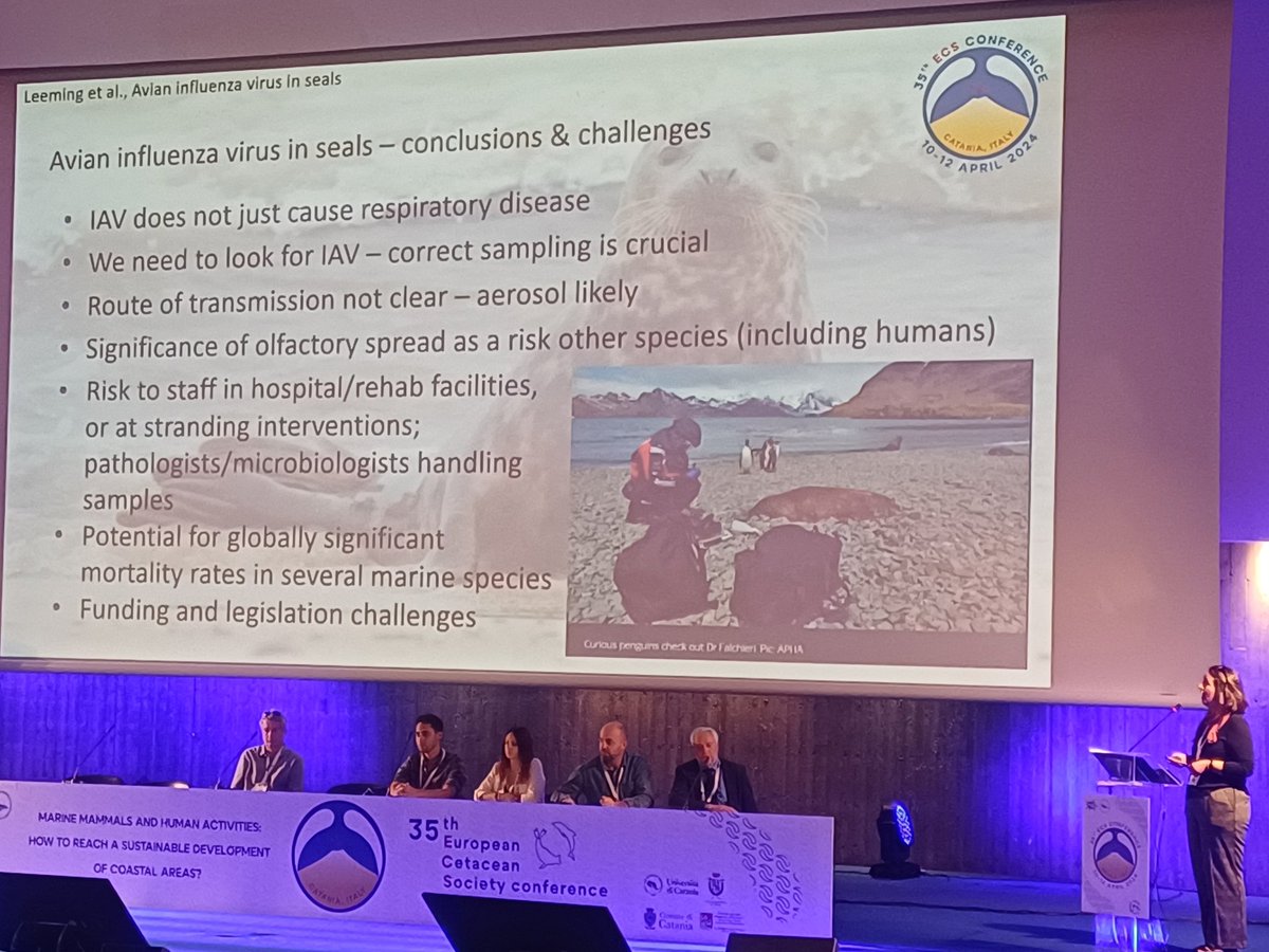Scary, but hugely important talk by Gail Leeming at #ECSconference2024 on Avian Influenza infection in pinnipeds. Sampling needs careful consideration!