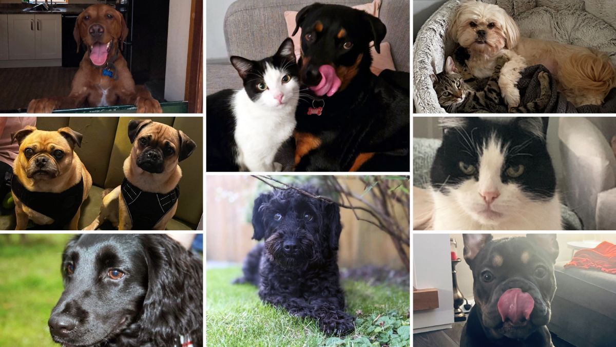 Today is National Pet Day! As a team of pet lovers, what better time to share our furry friends with you? #nationalpetday #pets #ufp