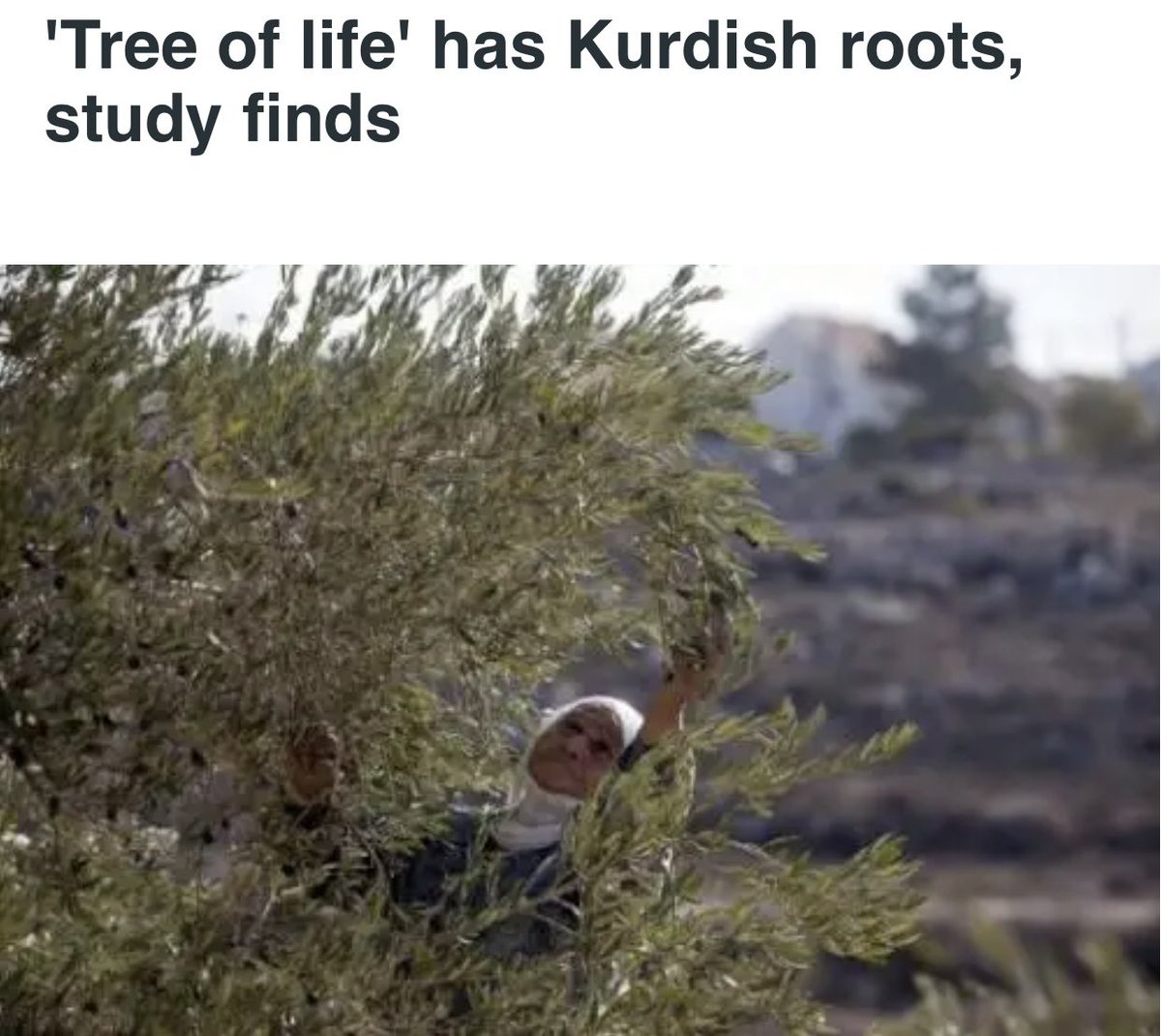 @Has132860499 Which self determination? The self determination of Arabs who own more than 22 countries ? You understand in so called “Palestine” were more Kurds than ever. You also understand “The tree of life” has Kurdish roots let alone Yehud Medinat had Autonomy under Kurds!