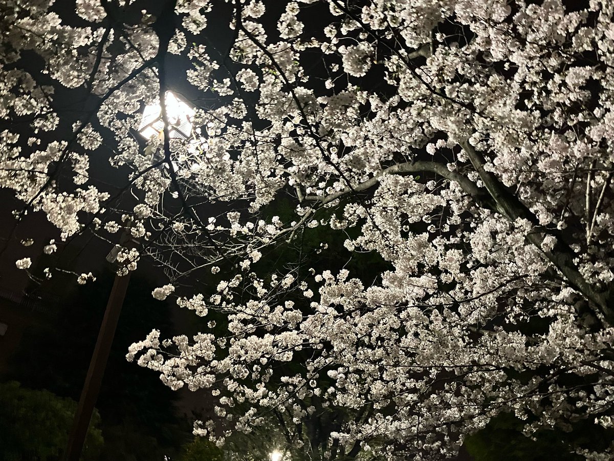 こんばんは！広尾小麦っ娘です‼︎🥕 明治通り沿いの桜は少しずつ葉桜へと変わりつつあります！🌸🌱 さて、続いて#ブルーモーメント が24日水曜日22:00から始まるそうです！🩵#山p が主演という事でおじいちゃんたちウキウキ‼️是非ご覧ください❣️ #広尾小麦っ娘