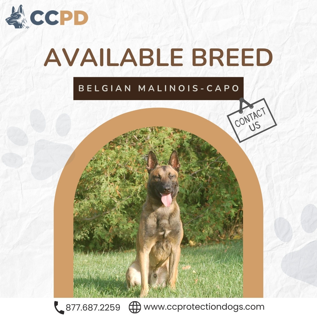 'Power, Grace, and Loyalty: Discover the Unmatched Majesty of the Belgian Malinois.'
#protectiondogs #trainedprotectiondogs #executiveprotectiondogs
#personalprotectiondogs
ccprotectiondogs.com