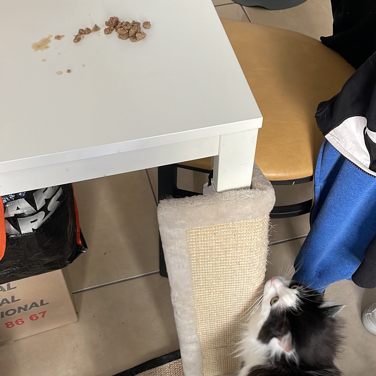 Ary du Plumeau🐾 tweet media